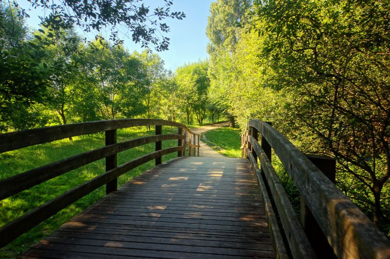 walk over a bridge into a forest