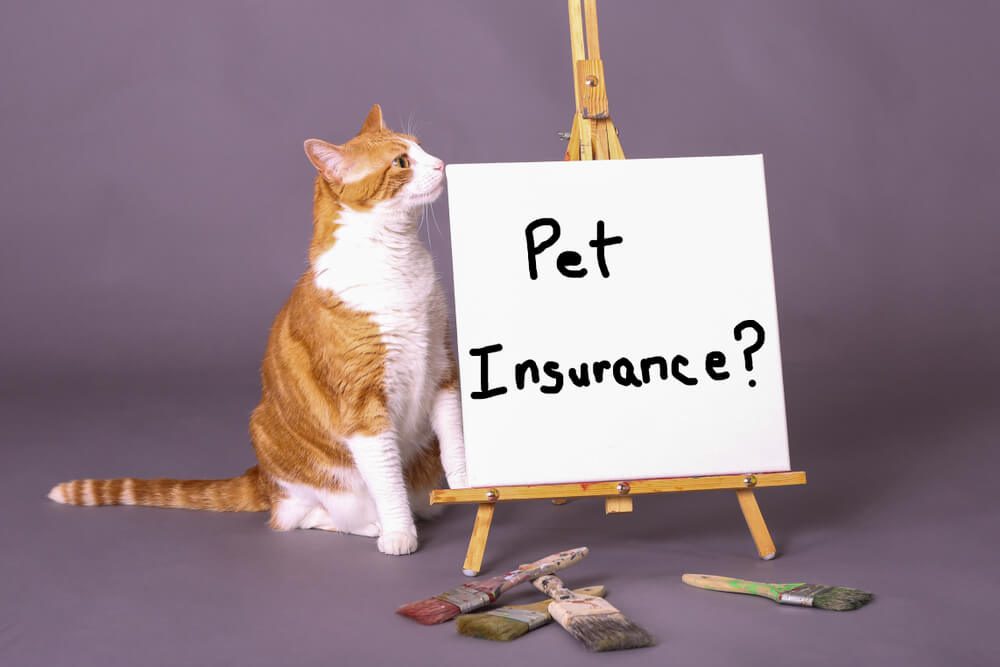 Introduction To Pet Insurance